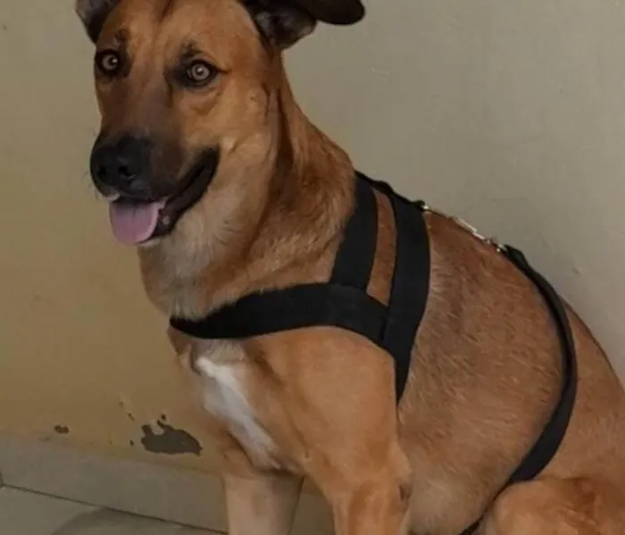 Cachorro ra a SRD-ViraLata idade 4 anos nome Max 