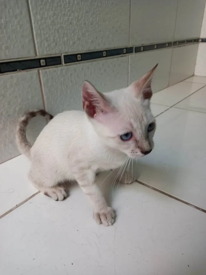 Gato ra a SRD-ViraLata idade 2 a 6 meses nome Nina