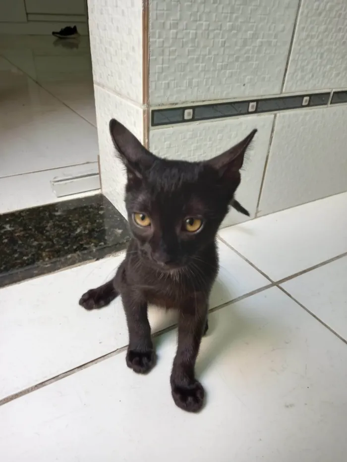 Gato ra a SRD-ViraLata idade 2 a 6 meses nome Negão 