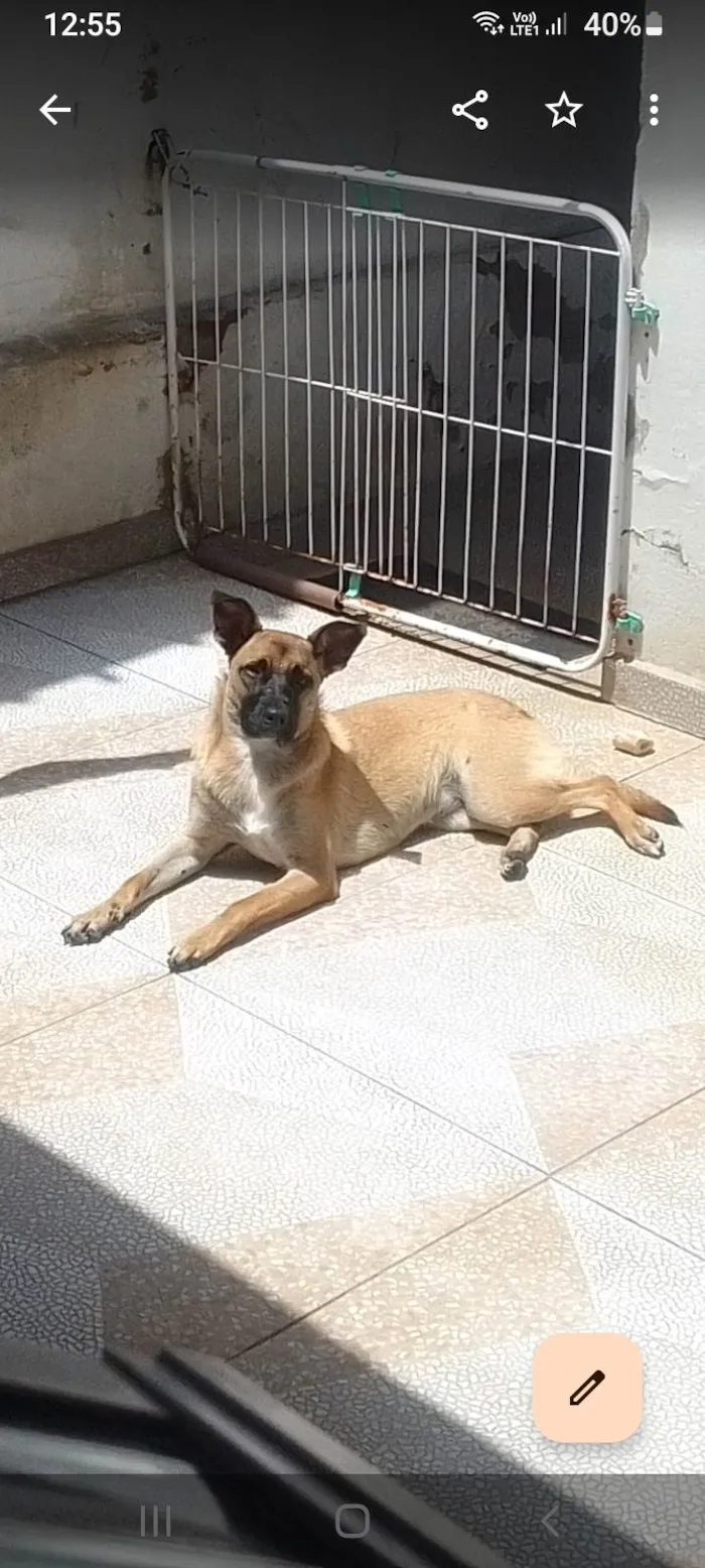 Cachorro ra a SRD-ViraLata idade 7 a 11 meses nome Layla