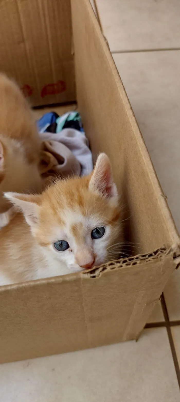 Gato ra a SRD-ViraLata idade Abaixo de 2 meses nome Milena de Sousa 