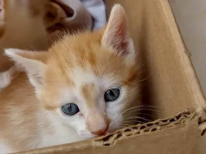 Gato raça SRD-ViraLata idade Abaixo de 2 meses nome Milena de Sousa 