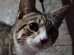 Gato raça SRD-ViraLata idade 2 a 6 meses nome Shiva