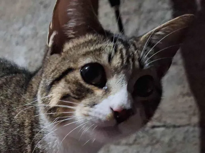 Gato ra a SRD-ViraLata idade 2 a 6 meses nome Shiva