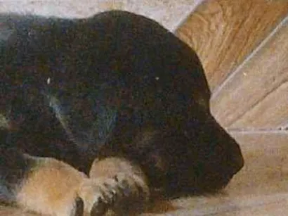 Cachorro raça SRD-ViraLata idade Abaixo de 2 meses nome Maggie 