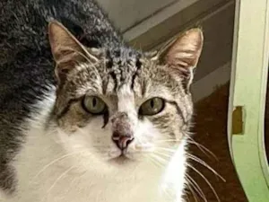 Gato raça SRD-ViraLata idade 2 anos nome BENTO