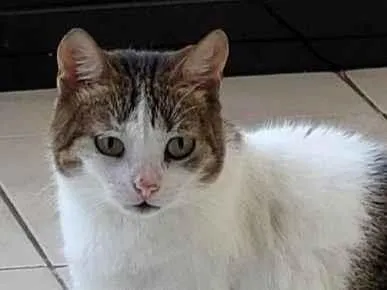 Gato raça SRD-ViraLata idade 6 ou mais anos nome Nalla