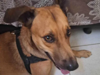 Cachorro raça SRD-ViraLata idade 4 anos nome Max 