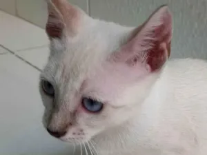 Gato raça SRD-ViraLata idade 2 a 6 meses nome Nina