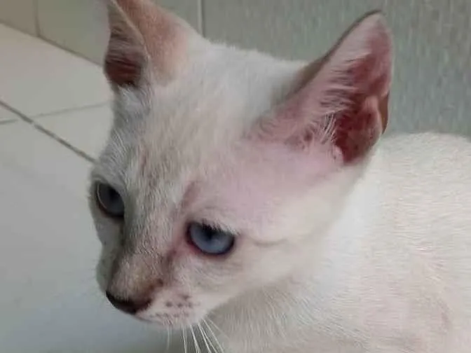 Gato ra a SRD-ViraLata idade 2 a 6 meses nome Nina