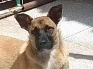 Cachorro raça SRD-ViraLata idade 7 a 11 meses nome Layla