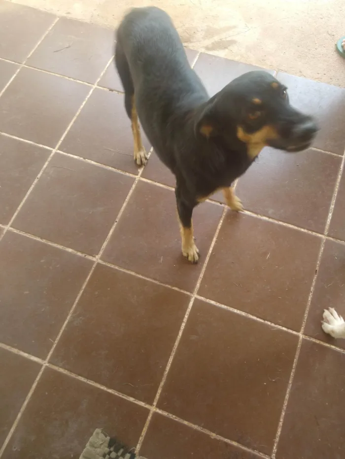 Cachorro ra a SRD-ViraLata idade 5 anos nome Gaia