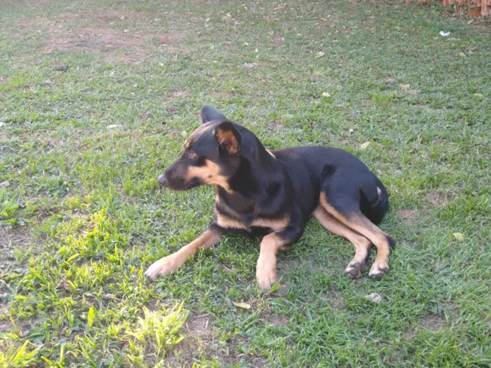 Cachorro ra a SRD-ViraLata idade 5 anos nome Gaia