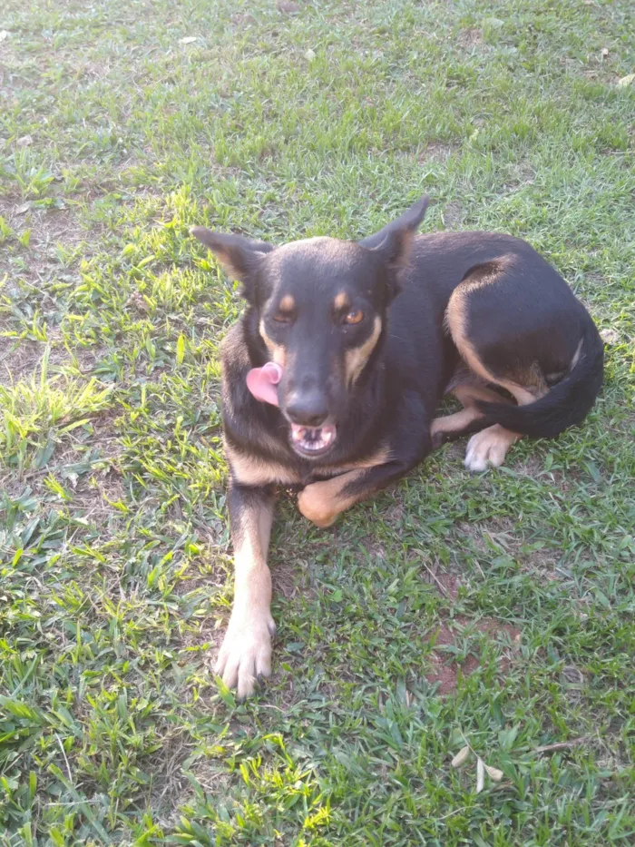 Cachorro ra a SRD-ViraLata idade 5 anos nome Gaia