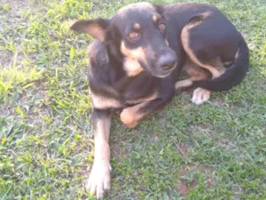 Cachorro raça SRD-ViraLata idade 5 anos nome Gaia