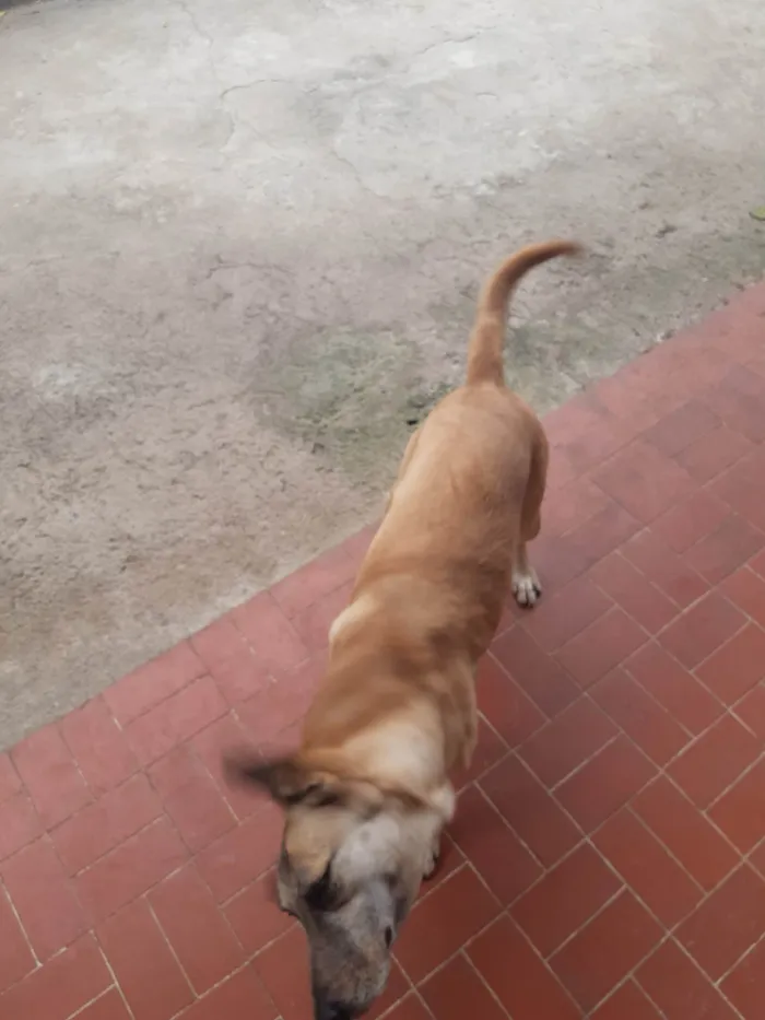 Cachorro ra a SRD-ViraLata idade 5 anos nome Jade