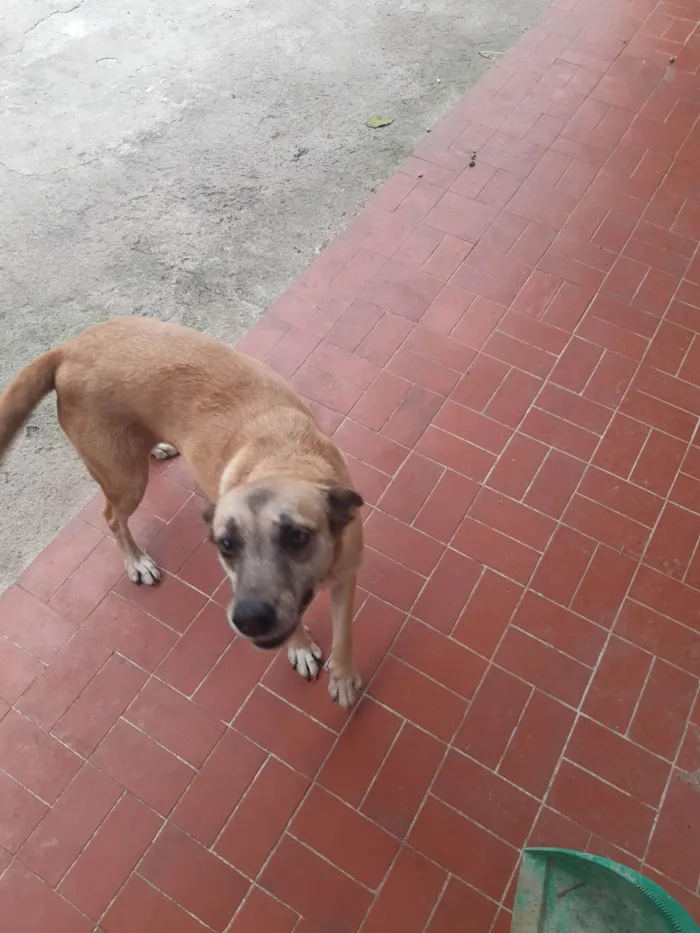 Cachorro ra a SRD-ViraLata idade 5 anos nome Jade