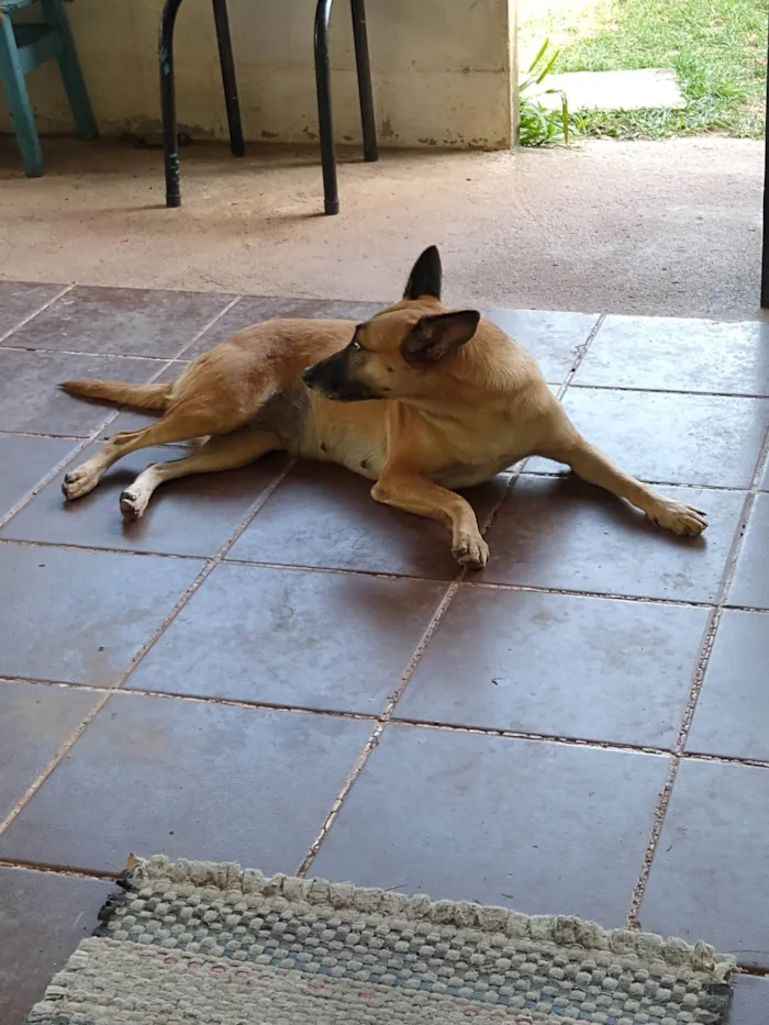 Cachorro ra a SRD-ViraLata idade 5 anos nome Jade