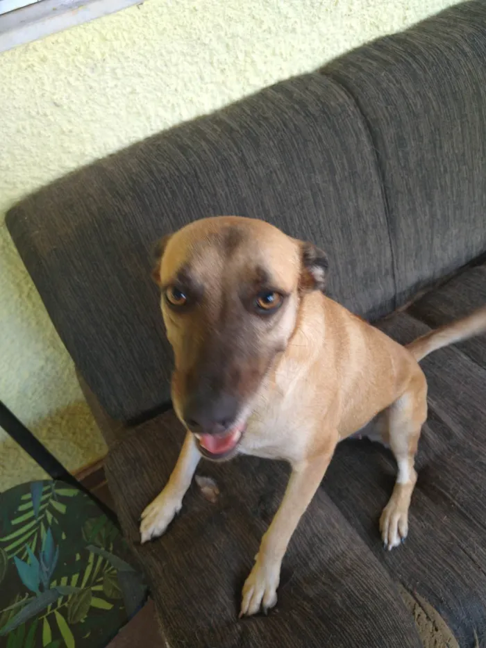 Cachorro ra a SRD-ViraLata idade 5 anos nome Jade