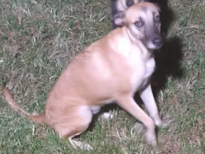 Cachorro raça SRD-ViraLata idade 5 anos nome Jade