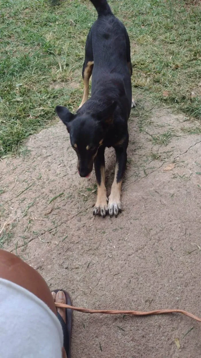 Cachorro ra a SRD-ViraLata idade 5 anos nome Pipoca