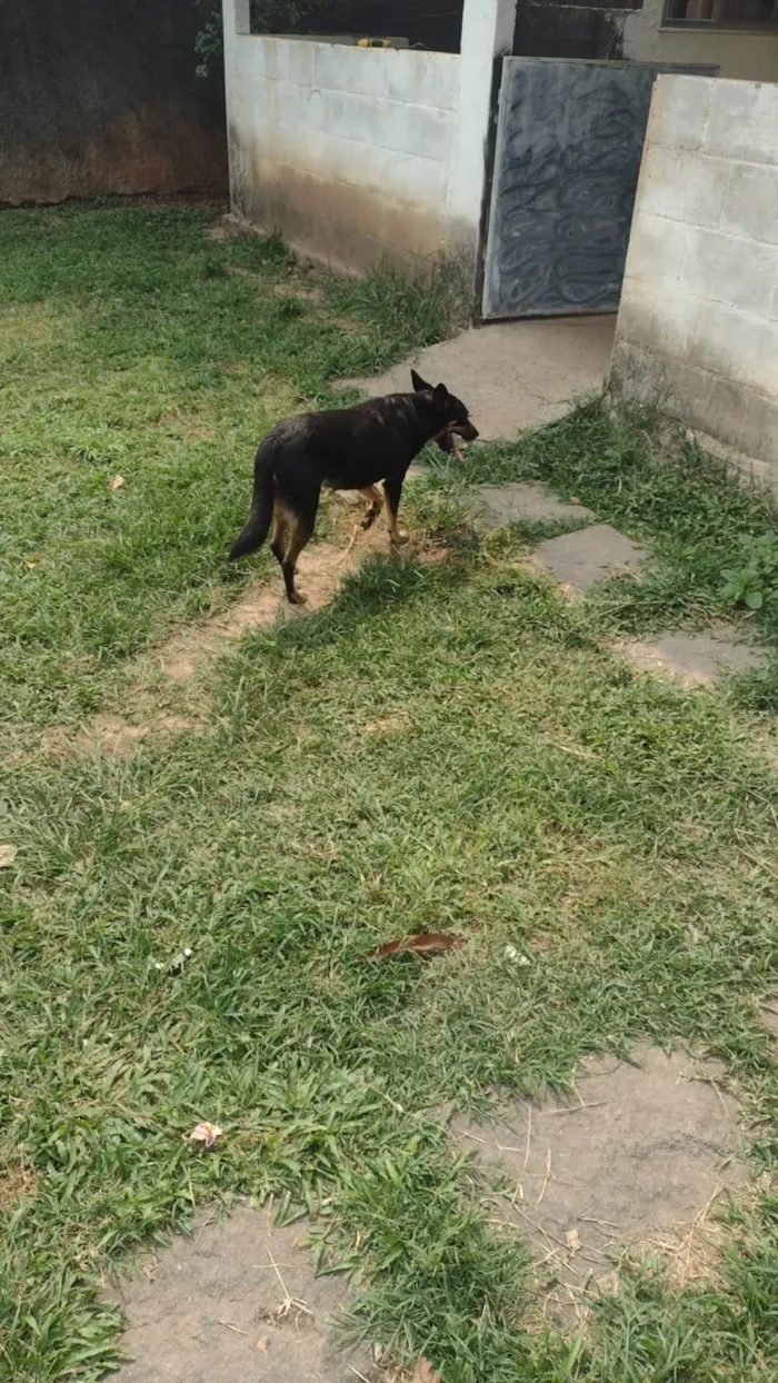 Cachorro ra a SRD-ViraLata idade 5 anos nome Pipoca