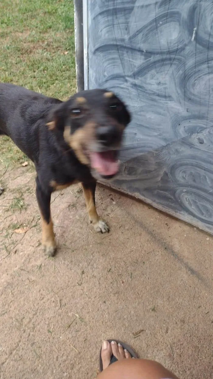 Cachorro ra a SRD-ViraLata idade 5 anos nome Pipoca