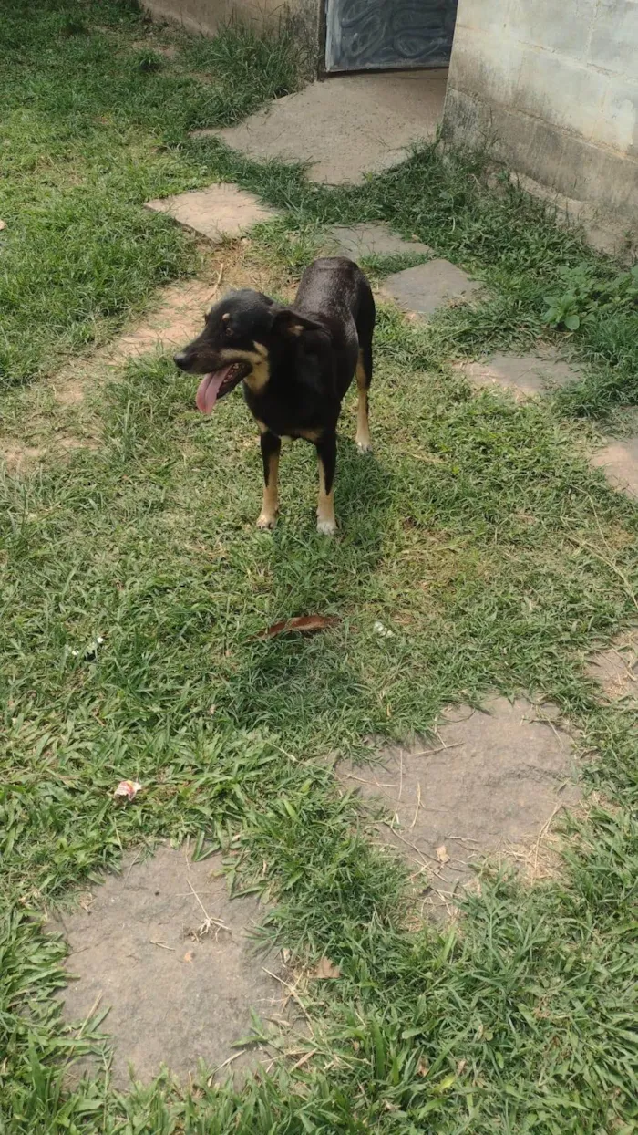 Cachorro ra a SRD-ViraLata idade 5 anos nome Pipoca