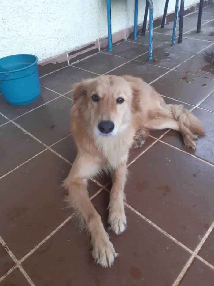 Cachorro ra a SRD-ViraLata idade 5 anos nome Costelinha