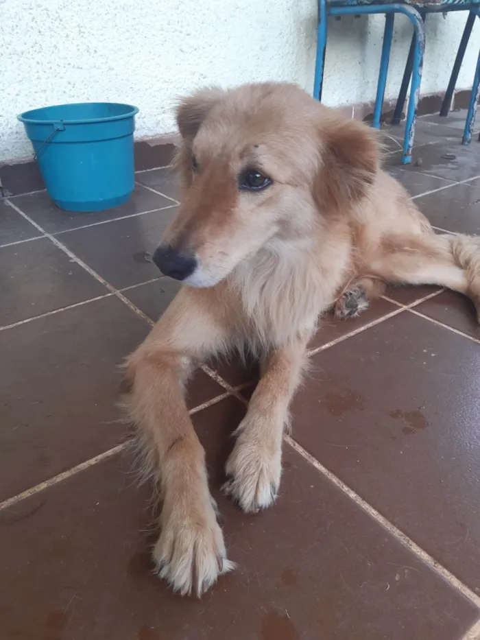 Cachorro ra a SRD-ViraLata idade 5 anos nome Costelinha