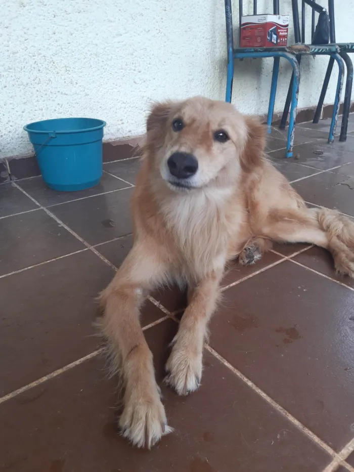 Cachorro ra a SRD-ViraLata idade 5 anos nome Costelinha