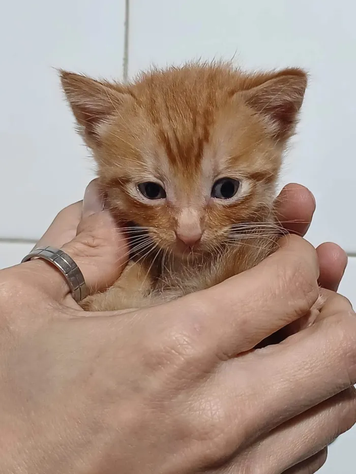 Gato ra a SRD-ViraLata idade Abaixo de 2 meses nome Fofuras