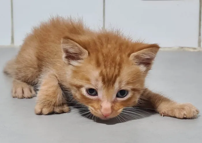 Gato ra a SRD-ViraLata idade Abaixo de 2 meses nome Fofuras