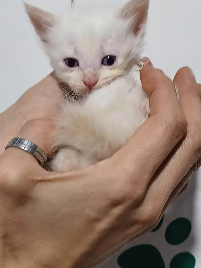 Gato ra a SRD-ViraLata idade Abaixo de 2 meses nome Fofuras