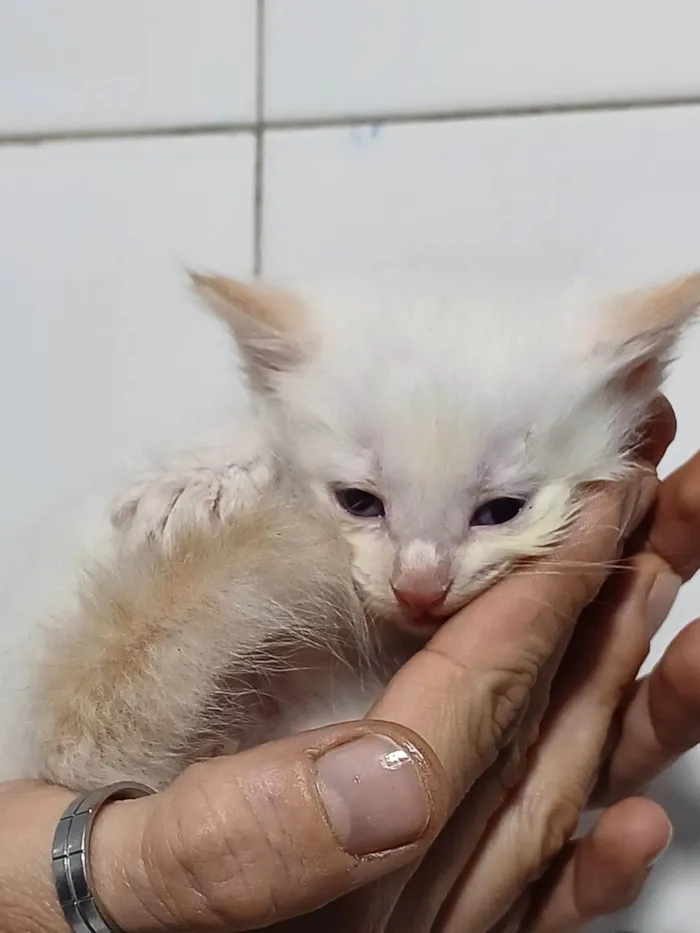 Gato ra a SRD-ViraLata idade Abaixo de 2 meses nome Fofuras