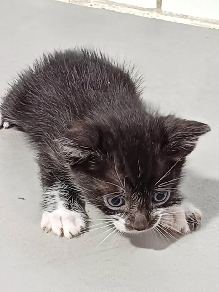 Gato ra a SRD-ViraLata idade Abaixo de 2 meses nome Fofuras