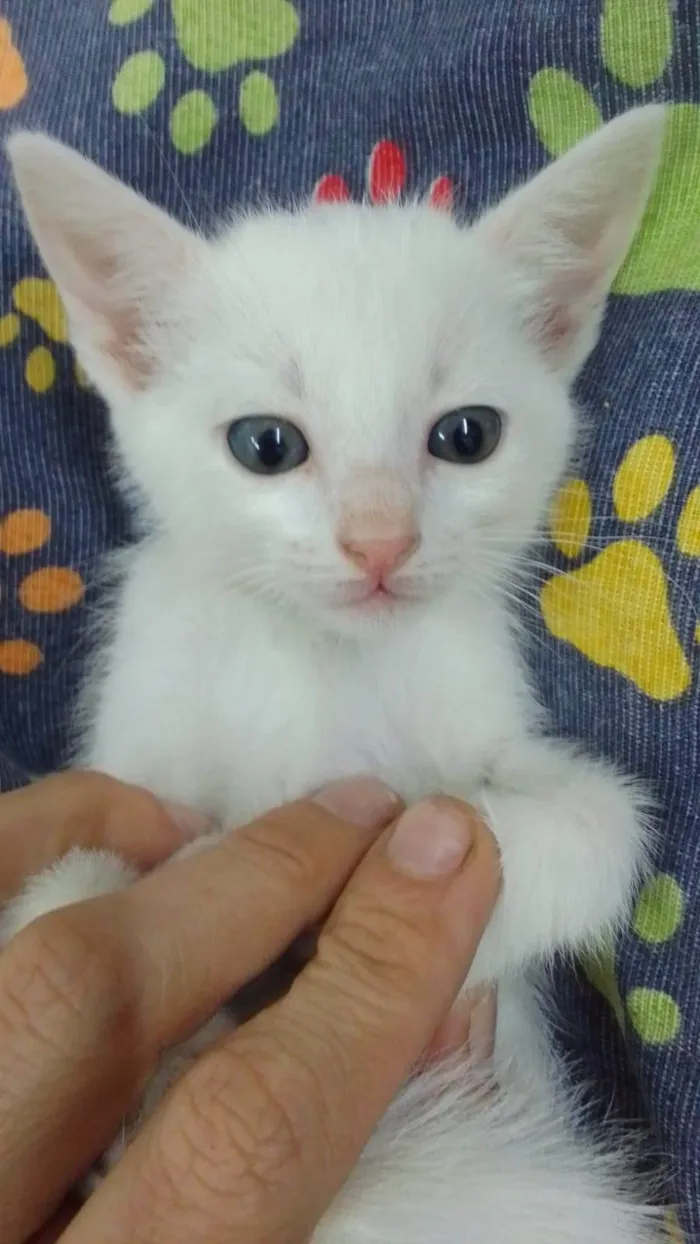 Gato ra a SRD-ViraLata idade Abaixo de 2 meses nome Fofuras