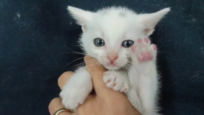 Gato ra a SRD-ViraLata idade Abaixo de 2 meses nome Fofuras