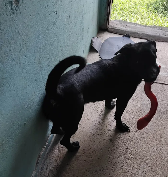 Cachorro ra a SRD-ViraLata idade 1 ano nome Tobi