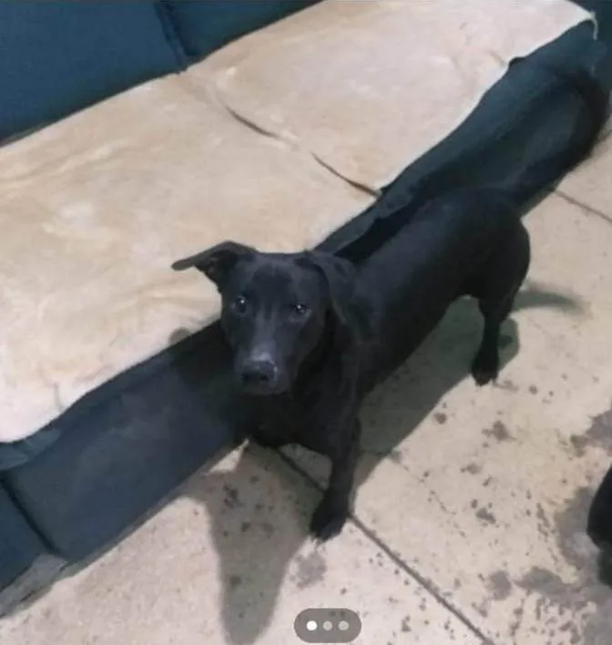 Cachorro ra a SRD-ViraLata idade 1 ano nome Tobi