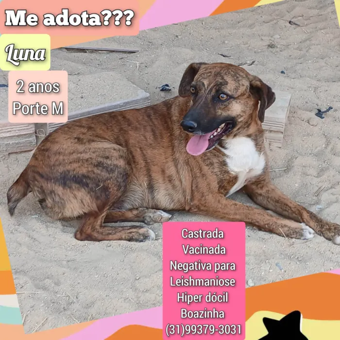 Cachorro ra a SRD-ViraLata idade 2 anos nome Luna