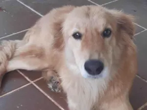 Cachorro raça SRD-ViraLata idade 5 anos nome Costelinha