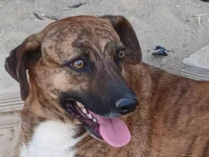 Cachorro raça SRD-ViraLata idade 2 anos nome Luna