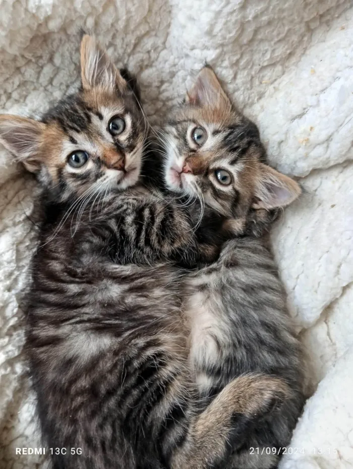 Gato ra a SRD-ViraLata idade Abaixo de 2 meses nome ...