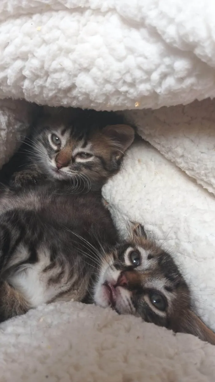 Gato ra a SRD-ViraLata idade Abaixo de 2 meses nome ...