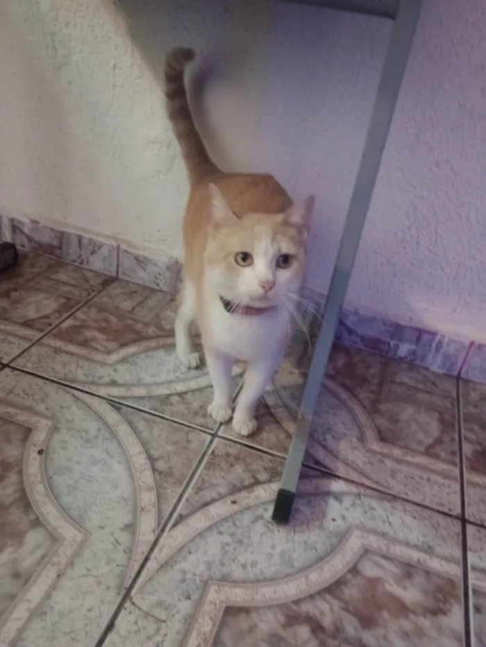 Gato ra a SRD-ViraLata idade 7 a 11 meses nome Nina