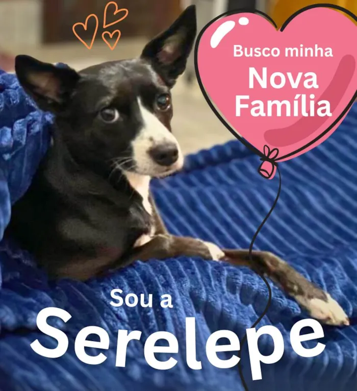 Cachorro ra a SRD-ViraLata idade 4 anos nome Serelepe