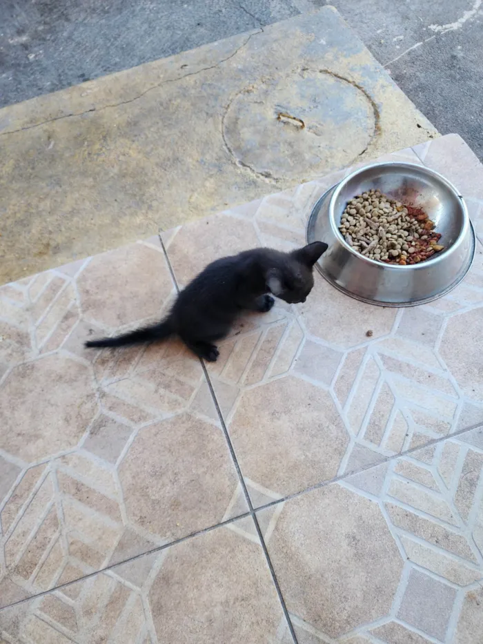 Gato ra a SRD-ViraLata idade Abaixo de 2 meses nome Tom