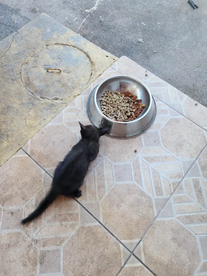 Gato ra a SRD-ViraLata idade Abaixo de 2 meses nome Tom