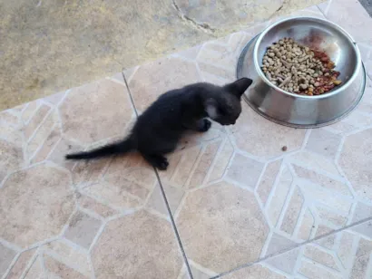 Gato raça SRD-ViraLata idade Abaixo de 2 meses nome Tom